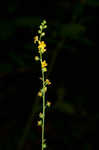 Beaked agrimony